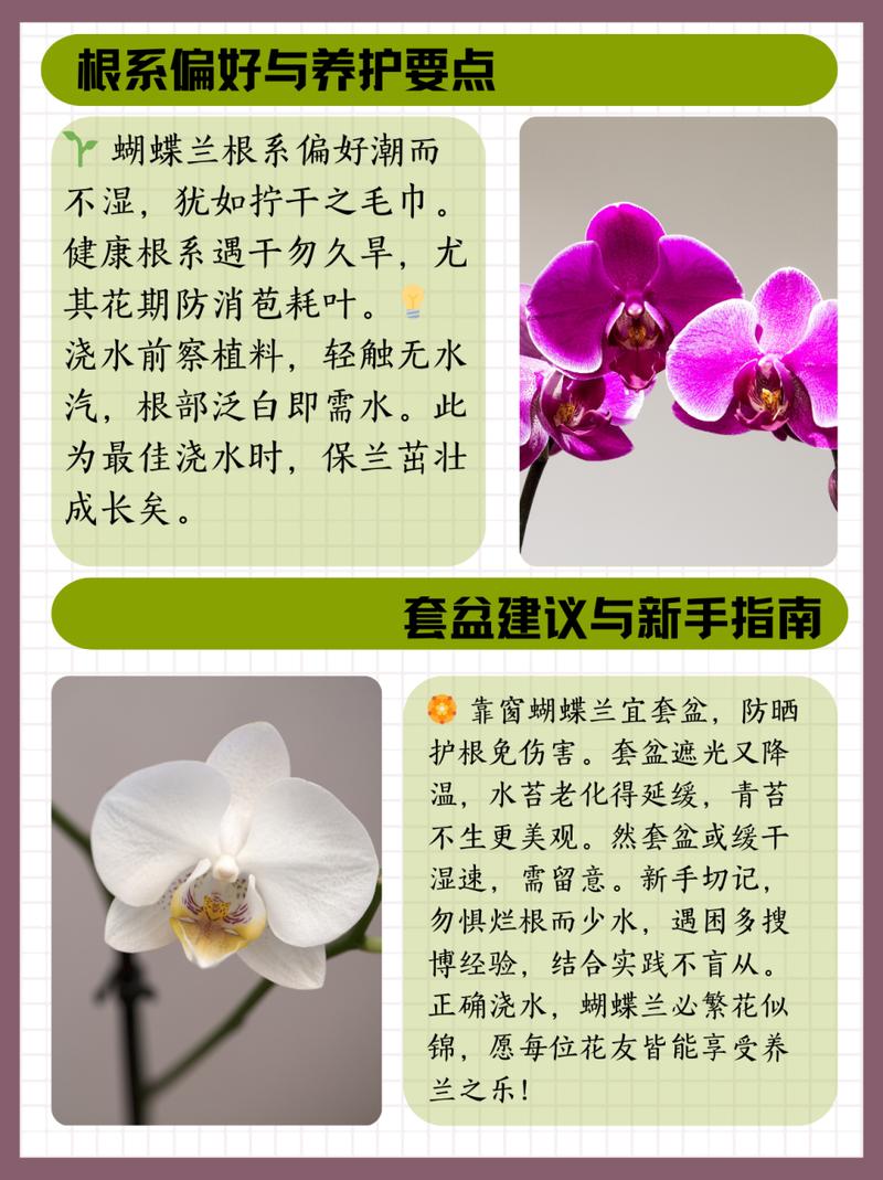兰花多久浇一次水(室内墨兰花多久浇一次水)-第6张图片-花花知道网 兰花多久浇一次水(室内墨兰花多久浇一次水)-第6张图片-花花知道网