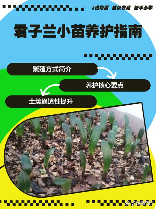 如何让君子兰繁殖小苗(怎样让君子兰生出小芽)-第2张图片-花花知道网 如何让君子兰繁殖小苗(怎样让君子兰生出小芽)-第2张图片-花花知道网