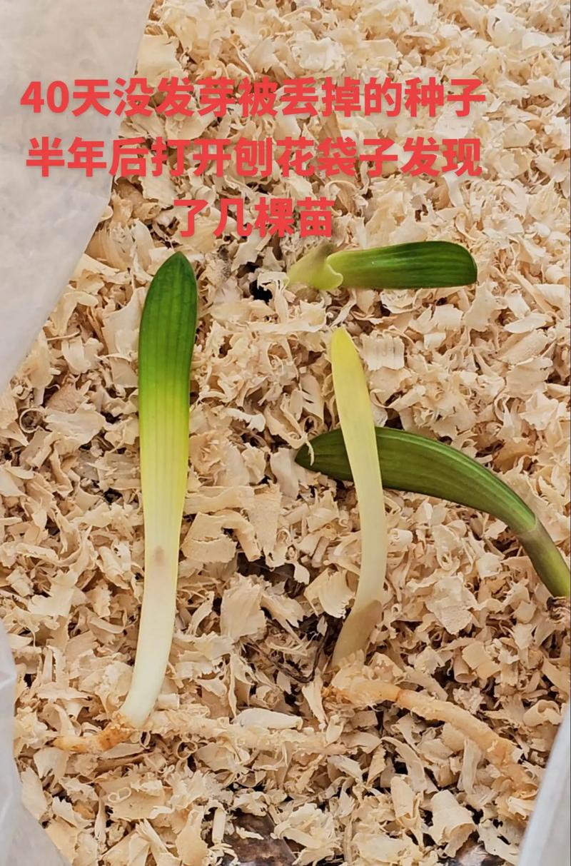 如何让君子兰繁殖小苗(怎样让君子兰生出小芽)-第4张图片-花花知道网 如何让君子兰繁殖小苗(怎样让君子兰生出小芽)-第4张图片-花花知道网
