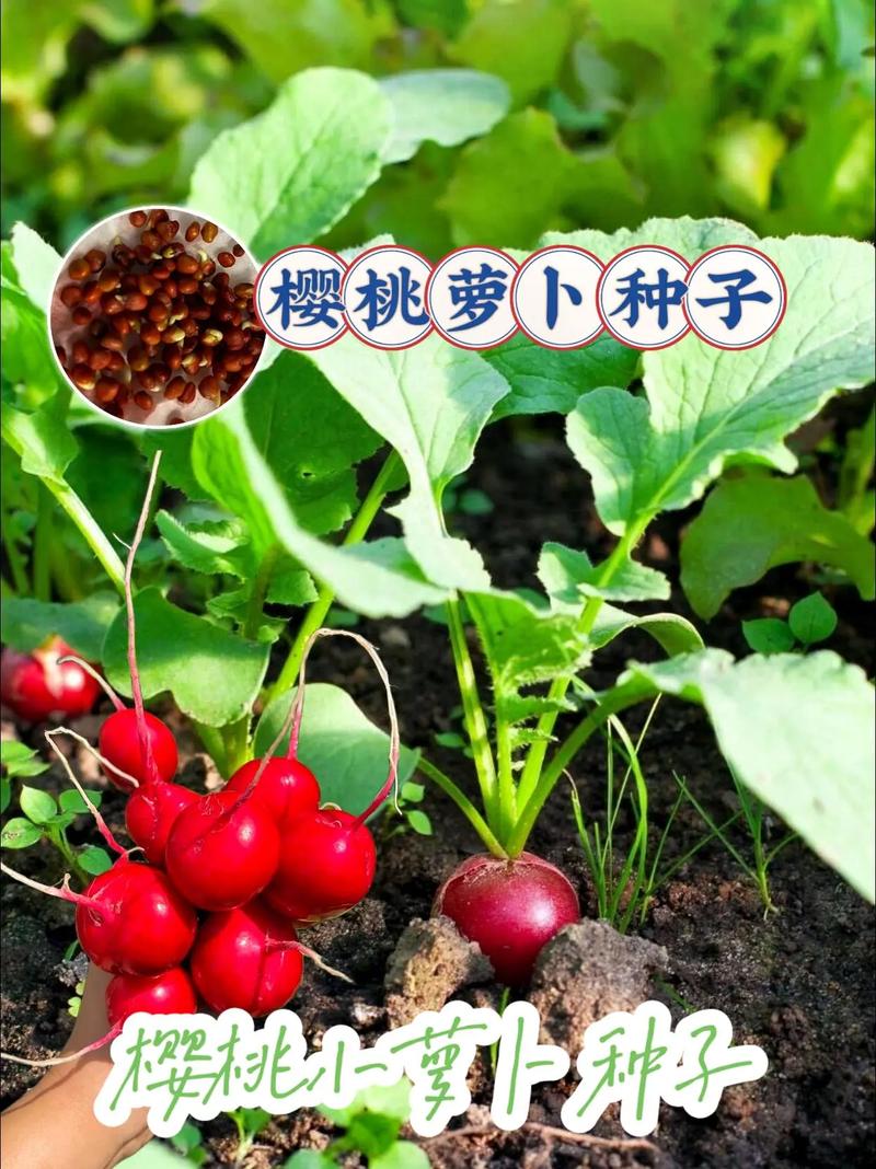 樱桃怎么种植(美早樱桃怎么种植)-第3张图片-花花知道网 樱桃怎么种植(美早樱桃怎么种植)-第3张图片-花花知道网