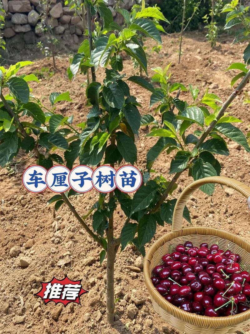 樱桃怎么种植(美早樱桃怎么种植)-第5张图片-花花知道网 樱桃怎么种植(美早樱桃怎么种植)-第5张图片-花花知道网