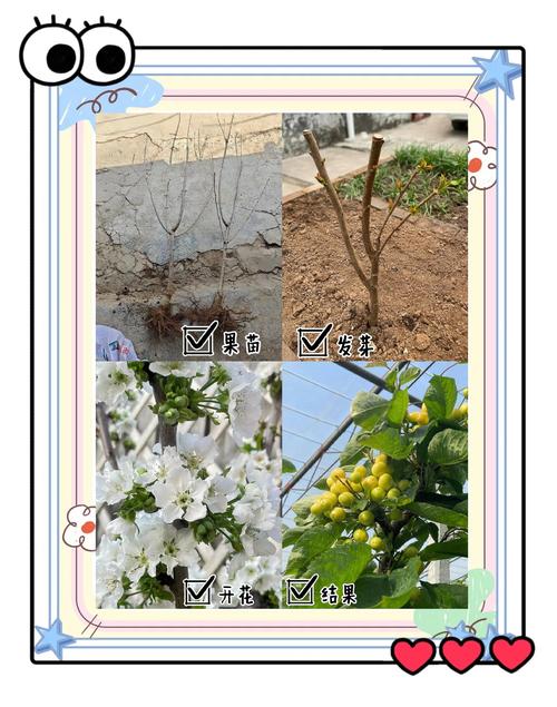 樱桃怎么种植(美早樱桃怎么种植)-第7张图片-花花知道网 樱桃怎么种植(美早樱桃怎么种植)-第7张图片-花花知道网