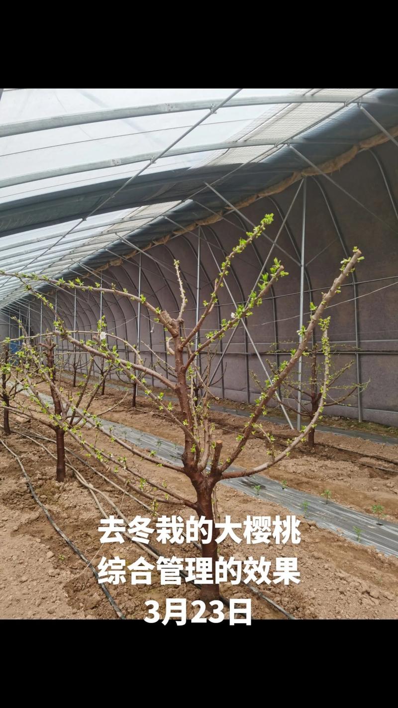 樱桃怎么种植(美早樱桃怎么种植)-第8张图片-花花知道网 樱桃怎么种植(美早樱桃怎么种植)-第8张图片-花花知道网