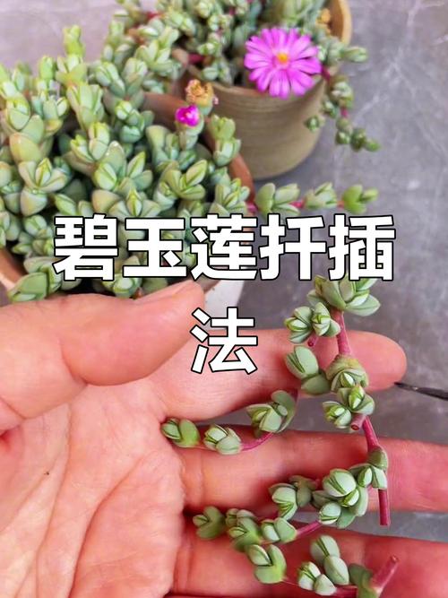 用了这几招别人家的碧玉莲都爆盆了(碧玉莲如何爆盆)-第7张图片-花花知道网 用了这几招别人家的碧玉莲都爆盆了(碧玉莲如何爆盆)-第7张图片-花花知道网