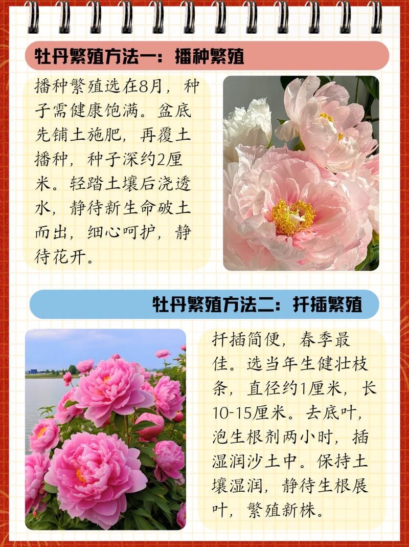 牡丹秋天怎么养(牡丹秋天种植)-第3张图片-花花知道网 牡丹秋天怎么养(牡丹秋天种植)-第3张图片-花花知道网