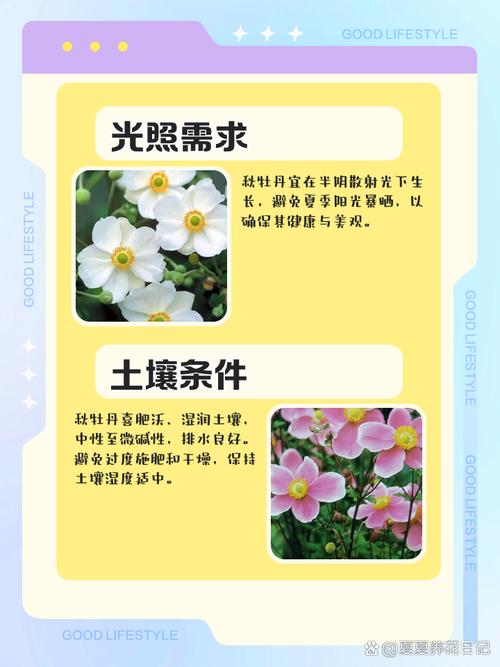 牡丹秋天怎么养(牡丹秋天种植)-第4张图片-花花知道网 牡丹秋天怎么养(牡丹秋天种植)-第4张图片-花花知道网