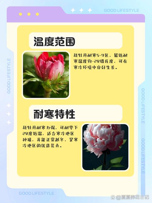 牡丹秋天怎么养(牡丹秋天种植)-第5张图片-花花知道网 牡丹秋天怎么养(牡丹秋天种植)-第5张图片-花花知道网