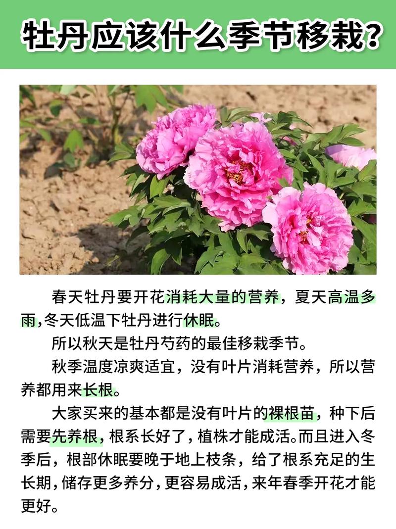 牡丹秋天怎么养(牡丹秋天种植)-第6张图片-花花知道网 牡丹秋天怎么养(牡丹秋天种植)-第6张图片-花花知道网