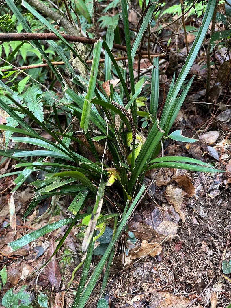 蒂牡花应该如何种植（蒂花恋中胚10次效果图片）-第1张图片-花花知道网