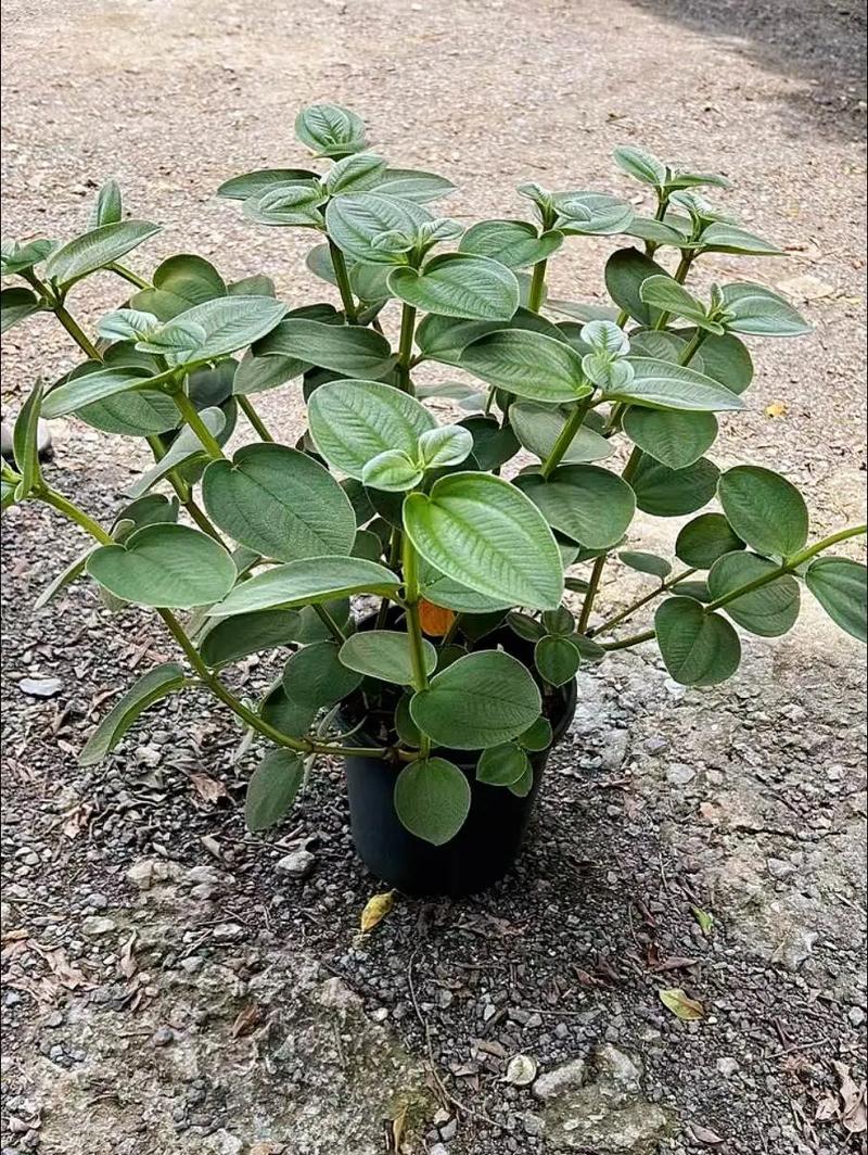 蒂牡花应该如何种植（蒂花恋中胚10次效果图片）-第2张图片-花花知道网