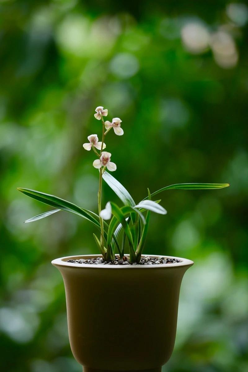 蒂牡花应该如何种植（蒂花恋中胚10次效果图片）-第3张图片-花花知道网