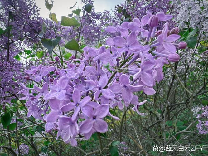 蒂牡花应该如何种植（蒂花恋中胚10次效果图片）-第4张图片-花花知道网