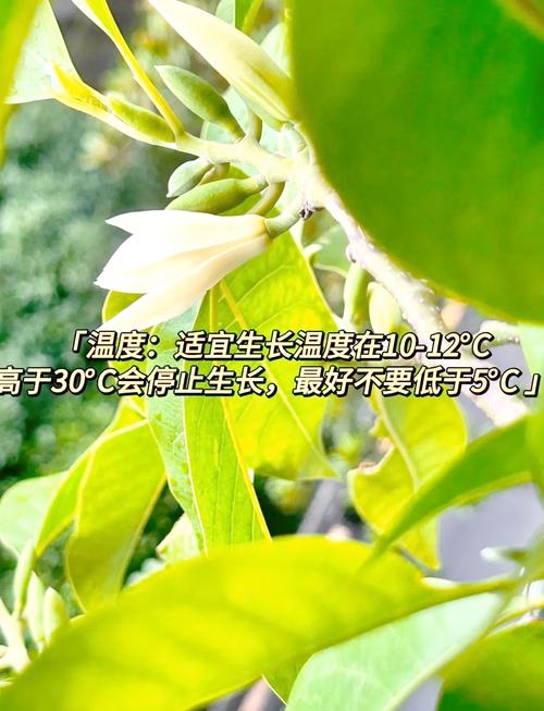 白兰花秋天怎么养(白兰花秋天怎么养护和浇水)-第1张图片-花花知道网 白兰花秋天怎么养(白兰花秋天怎么养护和浇水)-第1张图片-花花知道网