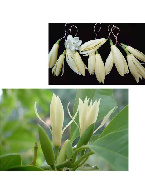白兰花秋天怎么养(白兰花秋天怎么养护和浇水)-第2张图片-花花知道网 白兰花秋天怎么养(白兰花秋天怎么养护和浇水)-第2张图片-花花知道网
