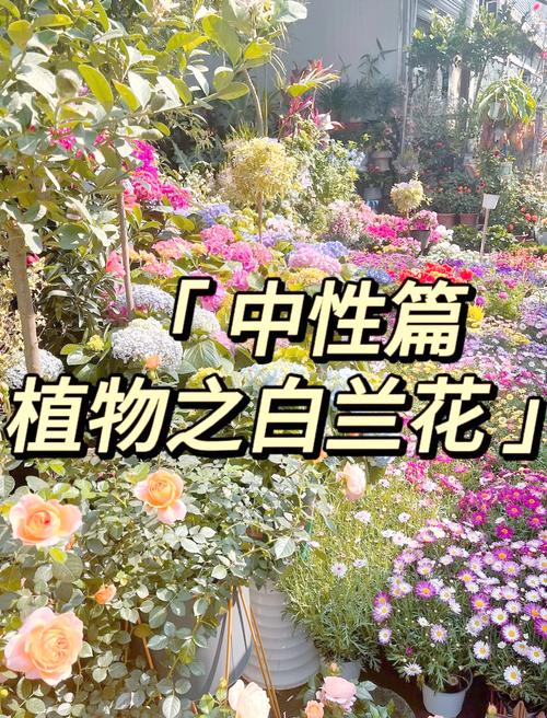 白兰花秋天怎么养(白兰花秋天怎么养护和浇水)-第3张图片-花花知道网 白兰花秋天怎么养(白兰花秋天怎么养护和浇水)-第3张图片-花花知道网