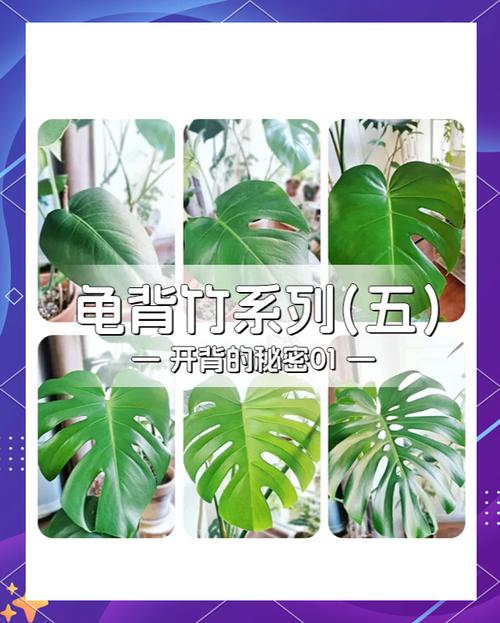 龟背竹怎么修剪(龟背竹怎么修剪,龟背竹修剪方法)-第5张图片-花花知道网 龟背竹怎么修剪(龟背竹怎么修剪,龟背竹修剪方法)-第5张图片-花花知道网