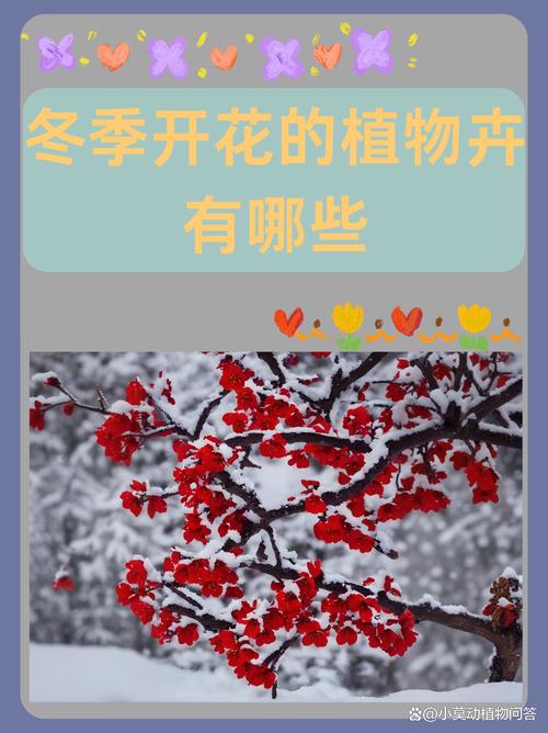 如何使白晶菊在圣诞开花（白晶菊什么时候开花）-第4张图片-花花知道网