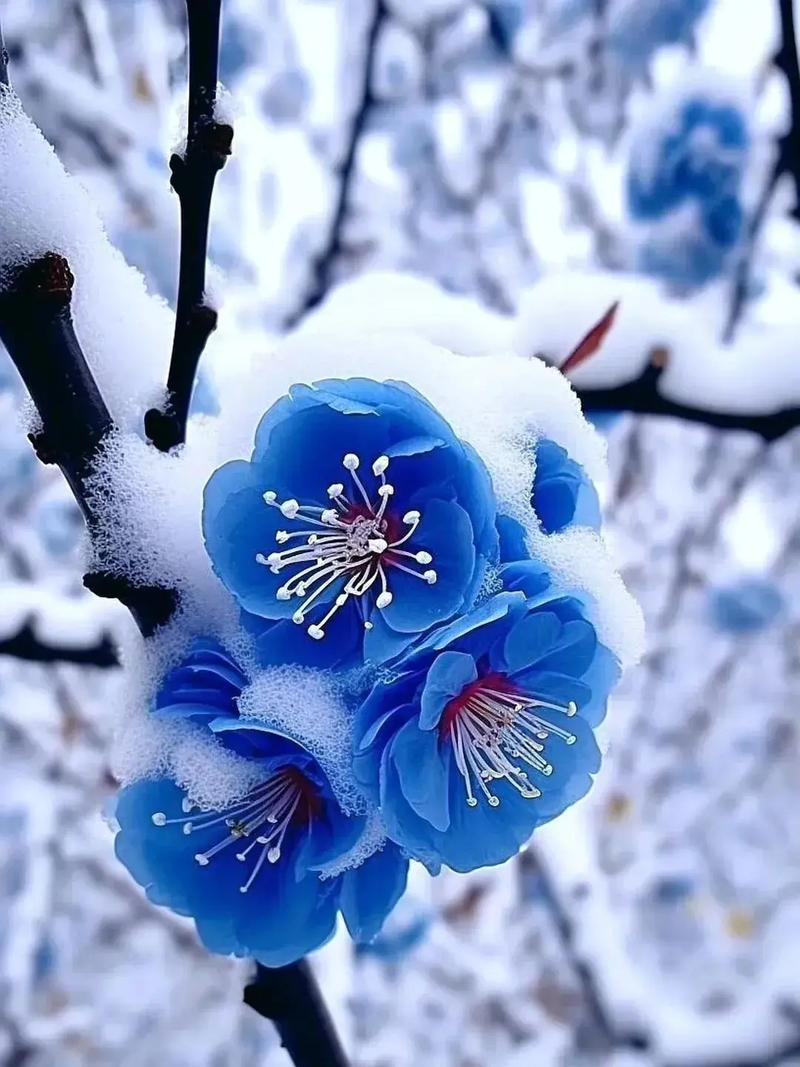 如何使白晶菊在圣诞开花（白晶菊什么时候开花）-第6张图片-花花知道网