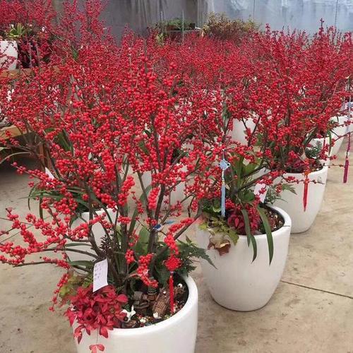 如何使白晶菊在圣诞开花（白晶菊什么时候开花）-第7张图片-花花知道网