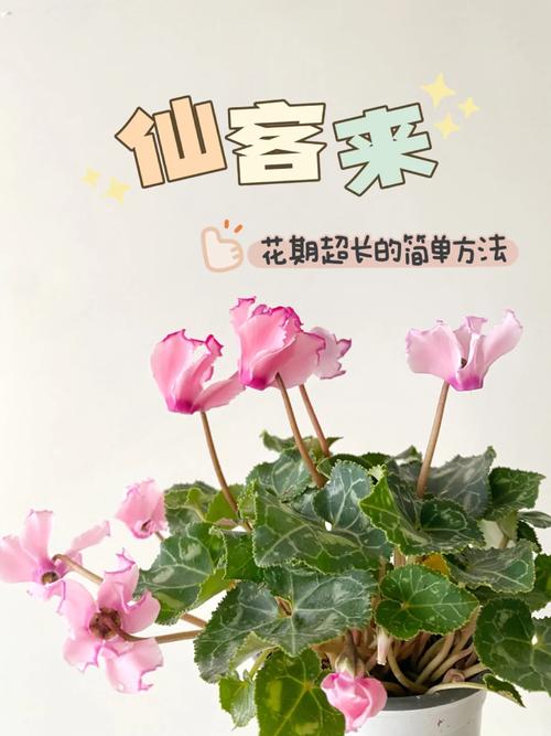 如何使仙客来在元旦开花（仙客来开花了怎么浇水施肥）-第1张图片-花花知道网