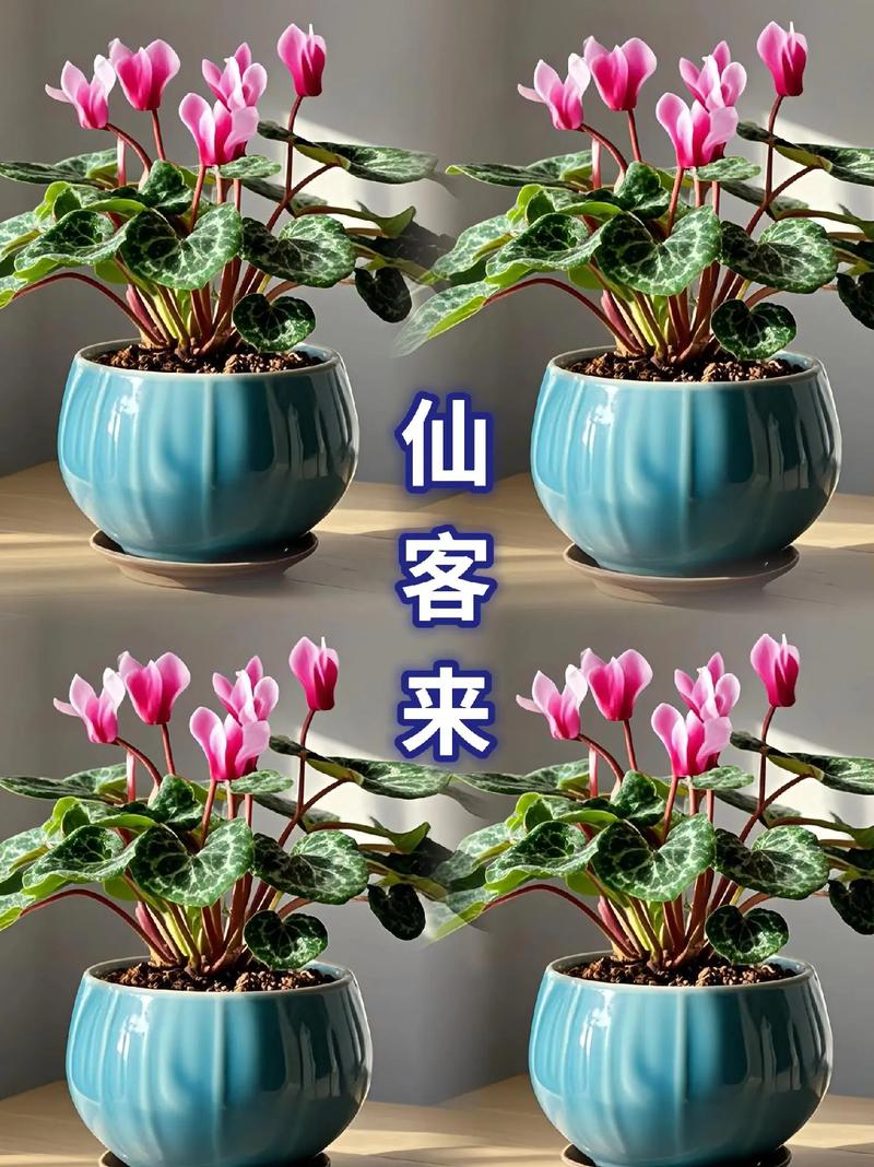 如何使仙客来在元旦开花（仙客来开花了怎么浇水施肥）-第7张图片-花花知道网