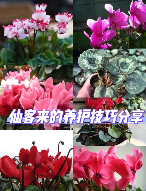 如何使仙客来在元旦开花（仙客来开花了怎么浇水施肥）-第8张图片-花花知道网