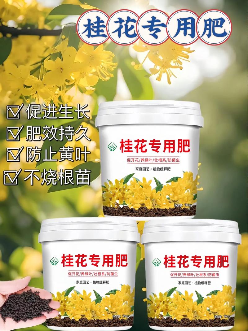 桂花如何施肥（桂花怎么施肥）-第1张图片-花花知道网