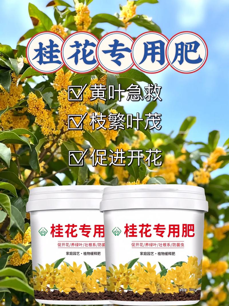 桂花如何施肥（桂花怎么施肥）-第3张图片-花花知道网