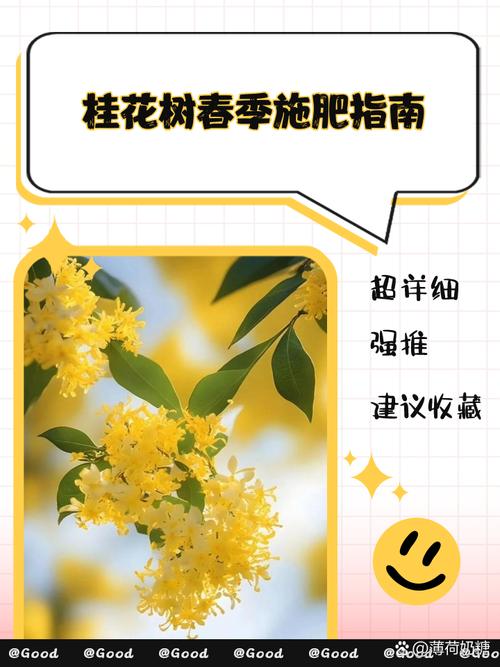 桂花如何施肥（桂花怎么施肥）-第4张图片-花花知道网