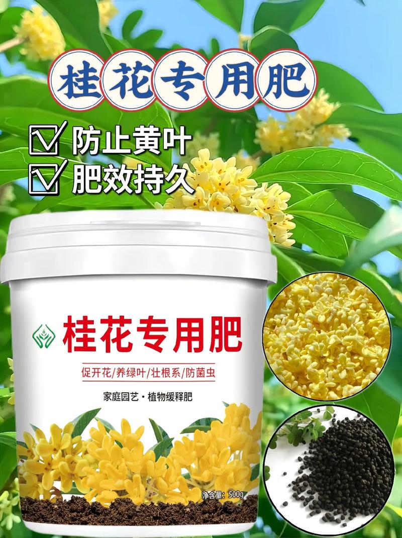 桂花如何施肥（桂花怎么施肥）-第5张图片-花花知道网