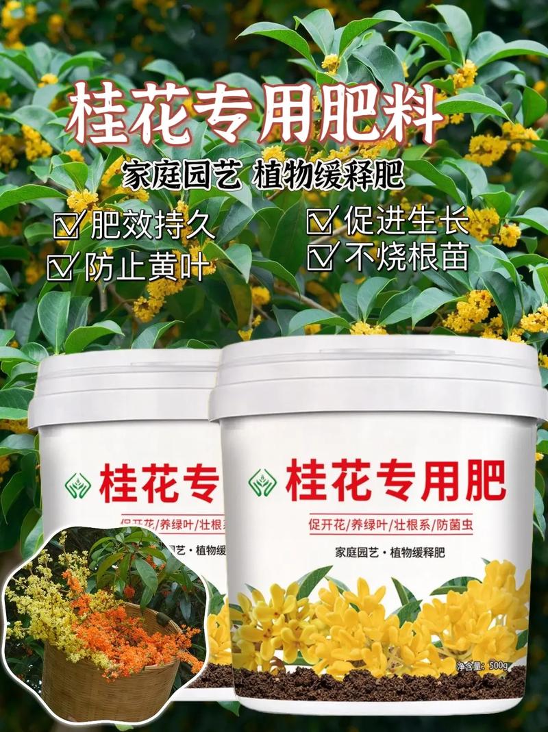 桂花如何施肥（桂花怎么施肥）-第6张图片-花花知道网