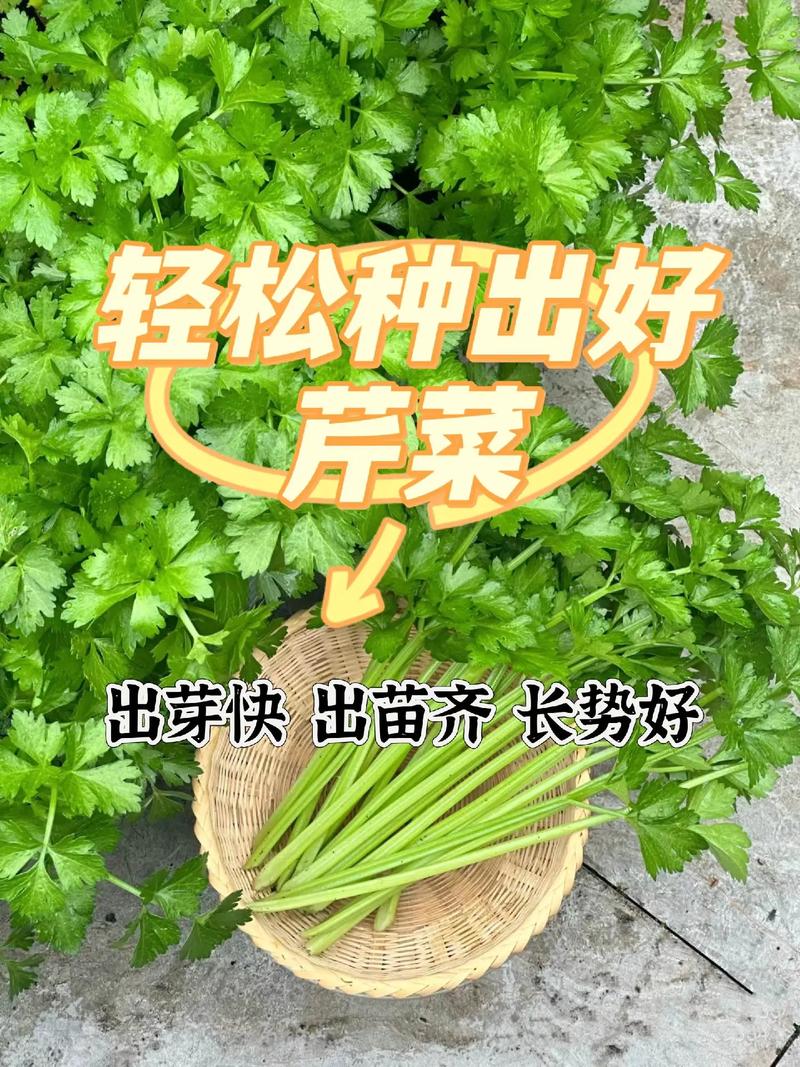 芹菜种子怎么种(芹菜种子怎么种植方法视频)-第1张图片-花花知道网 芹菜种子怎么种(芹菜种子怎么种植方法视频)-第1张图片-花花知道网