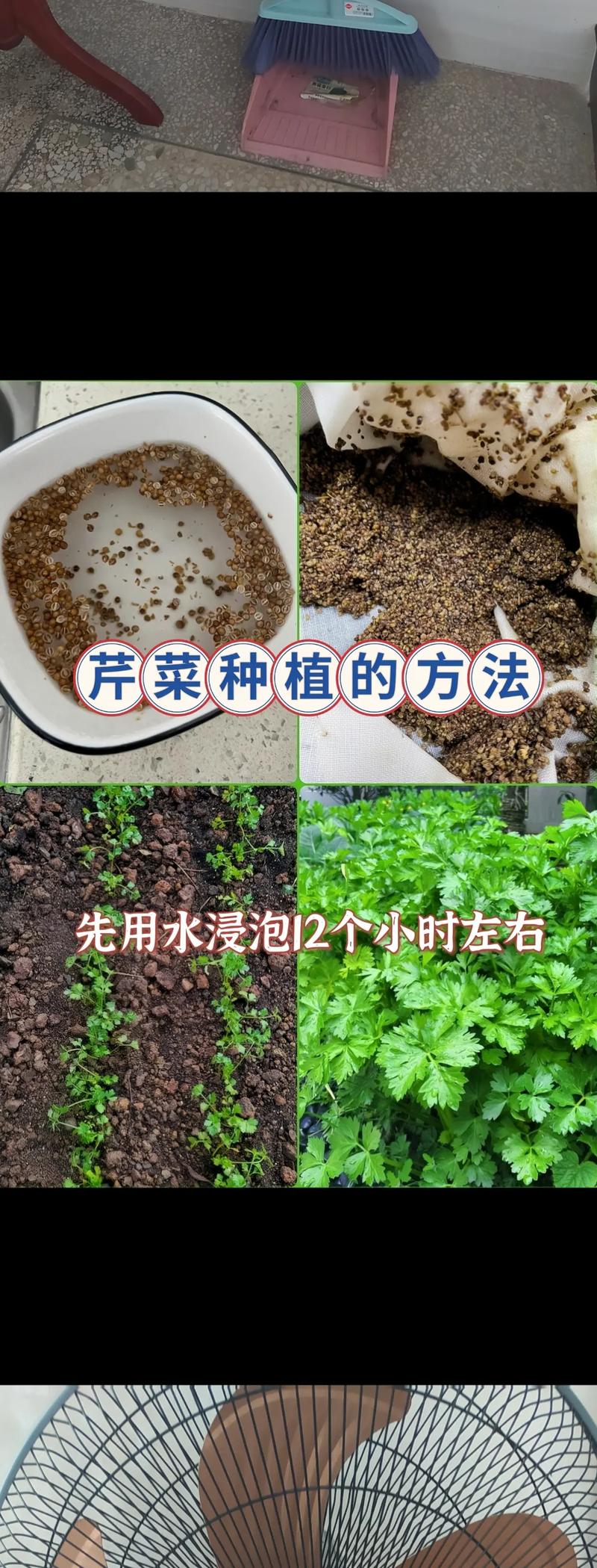 芹菜种子怎么种(芹菜种子怎么种植方法视频)-第5张图片-花花知道网 芹菜种子怎么种(芹菜种子怎么种植方法视频)-第5张图片-花花知道网