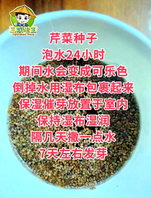 芹菜种子怎么种(芹菜种子怎么种植方法视频)-第6张图片-花花知道网 芹菜种子怎么种(芹菜种子怎么种植方法视频)-第6张图片-花花知道网