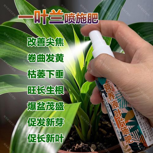 一叶兰施什么肥好(一叶兰施什么肥料)-第4张图片-花花知道网 一叶兰施什么肥好(一叶兰施什么肥料)-第4张图片-花花知道网