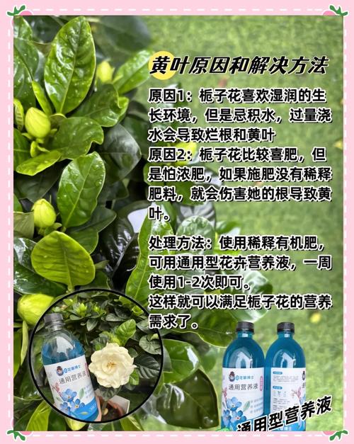 栀子黄叶掉花苞(栀子花掉包黄叶)-第2张图片-花花知道网 栀子黄叶掉花苞(栀子花掉包黄叶)-第2张图片-花花知道网