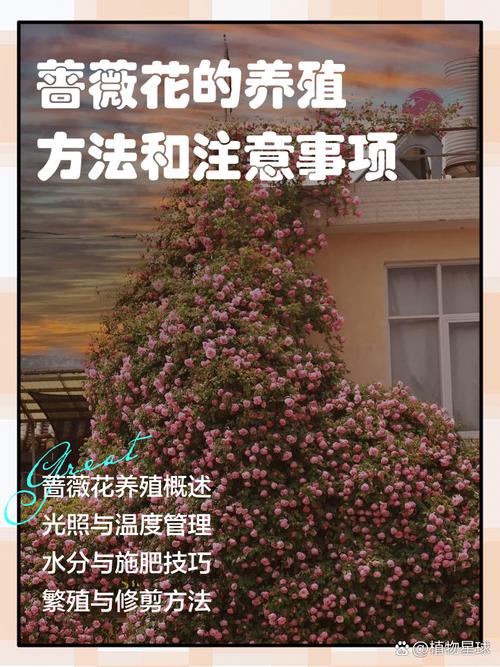 刺蔷薇怎么施肥(刺蔷薇怎么施肥效果好)-第4张图片-花花知道网 刺蔷薇怎么施肥(刺蔷薇怎么施肥效果好)-第4张图片-花花知道网
