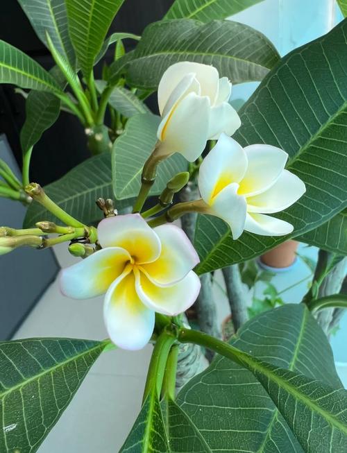 鸡蛋花秋天怎么养(鸡蛋花什么季节修剪)-第1张图片-花花知道网 鸡蛋花秋天怎么养(鸡蛋花什么季节修剪)-第1张图片-花花知道网