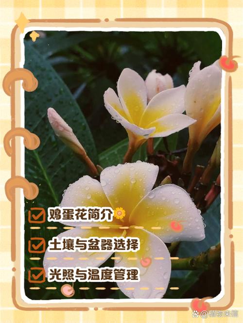鸡蛋花秋天怎么养(鸡蛋花什么季节修剪)-第3张图片-花花知道网 鸡蛋花秋天怎么养(鸡蛋花什么季节修剪)-第3张图片-花花知道网