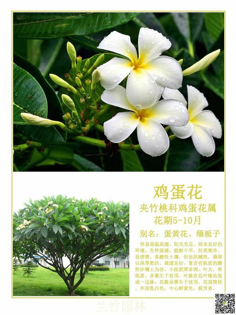 鸡蛋花秋天怎么养(鸡蛋花什么季节修剪)-第4张图片-花花知道网 鸡蛋花秋天怎么养(鸡蛋花什么季节修剪)-第4张图片-花花知道网