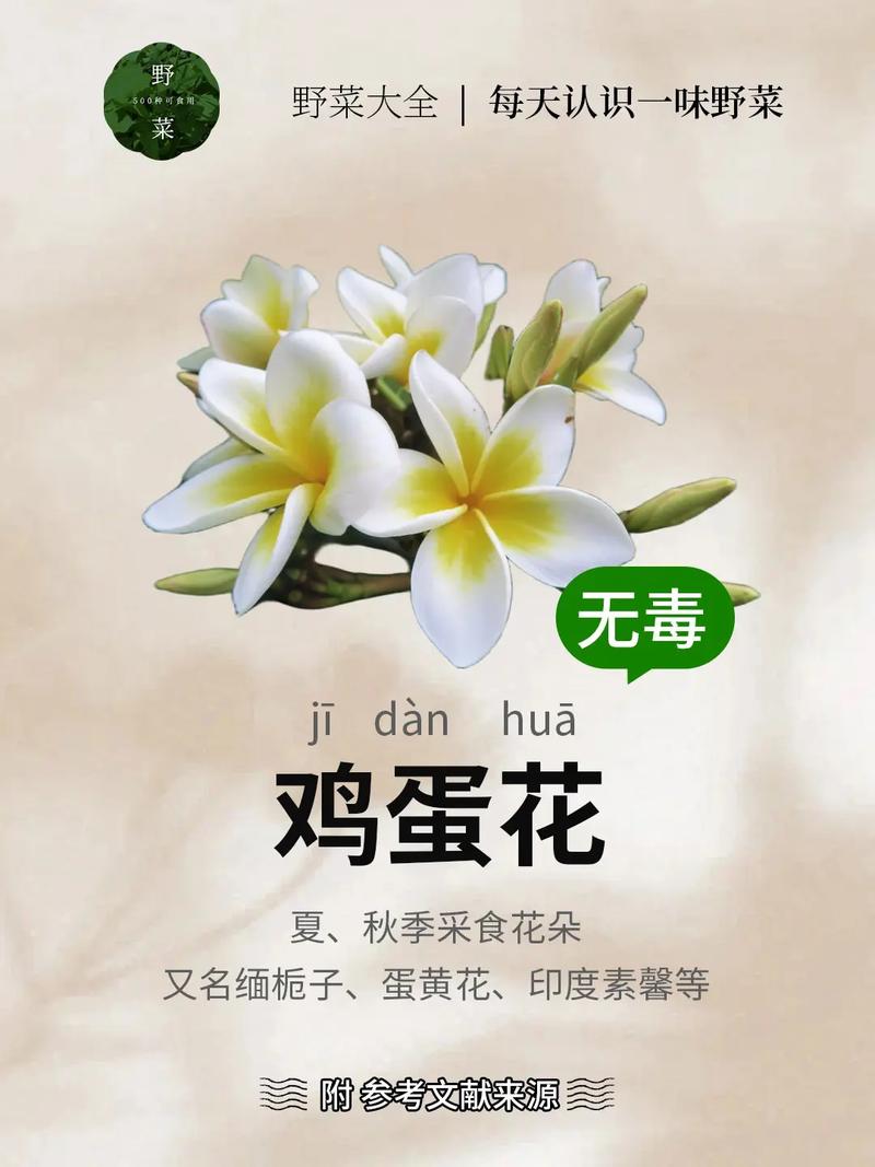 鸡蛋花秋天怎么养(鸡蛋花什么季节修剪)-第6张图片-花花知道网 鸡蛋花秋天怎么养(鸡蛋花什么季节修剪)-第6张图片-花花知道网