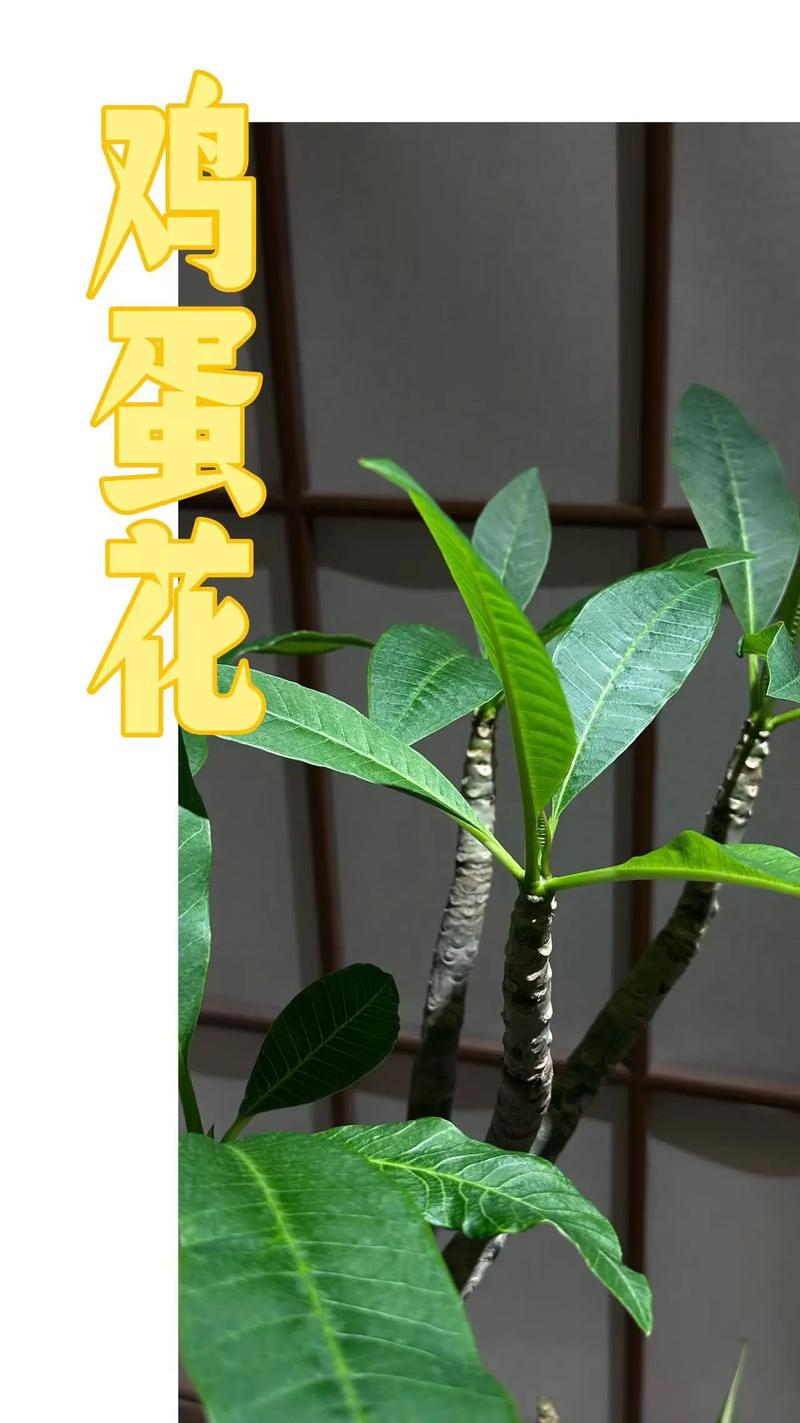 鸡蛋花秋天怎么养(鸡蛋花什么季节修剪)-第8张图片-花花知道网 鸡蛋花秋天怎么养(鸡蛋花什么季节修剪)-第8张图片-花花知道网