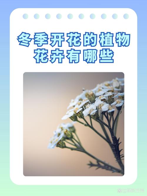 如何使玉兰在圣诞开花(圣洁的玉兰花)-第2张图片-花花知道网 如何使玉兰在圣诞开花(圣洁的玉兰花)-第2张图片-花花知道网