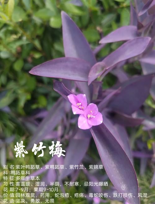 紫竹梅怎么修剪（紫竹梅怎么修剪爆盆）-第1张图片-花花知道网
