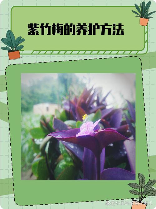 紫竹梅怎么修剪（紫竹梅怎么修剪爆盆）-第2张图片-花花知道网