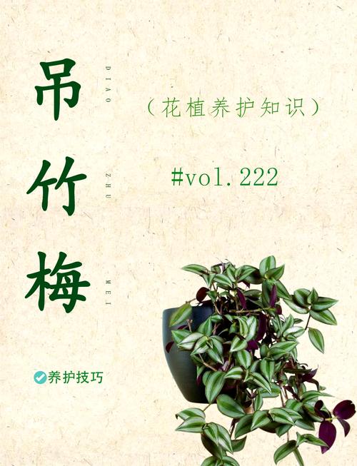 紫竹梅怎么修剪（紫竹梅怎么修剪爆盆）-第4张图片-花花知道网