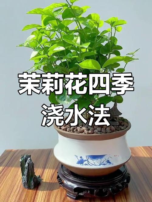 茉莉怎么浇水(茉莉怎么浇水合理)-第4张图片-花花知道网 茉莉怎么浇水(茉莉怎么浇水合理)-第4张图片-花花知道网