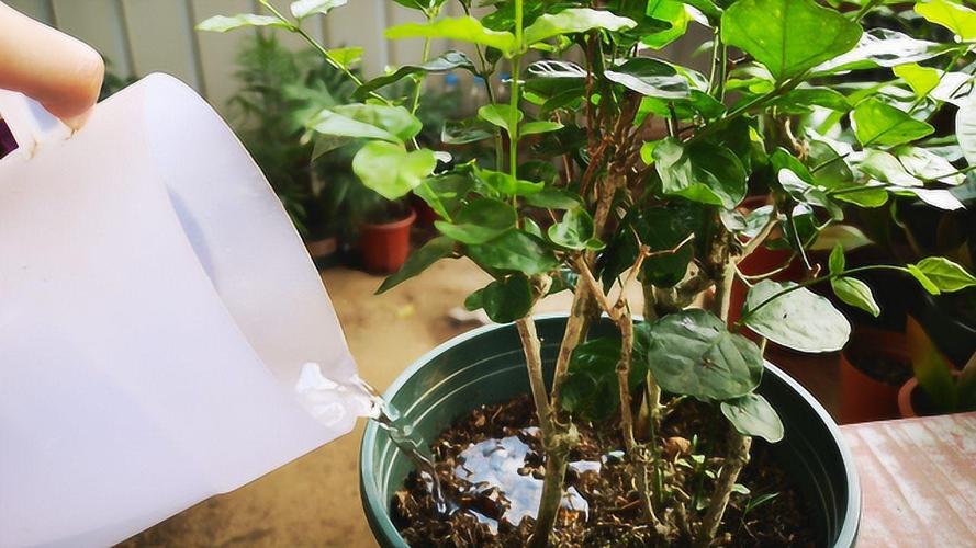 茉莉怎么浇水(茉莉怎么浇水合理)-第5张图片-花花知道网 茉莉怎么浇水(茉莉怎么浇水合理)-第5张图片-花花知道网