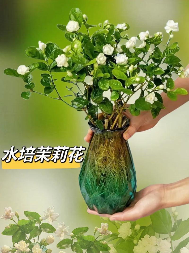 茉莉怎么浇水(茉莉怎么浇水合理)-第7张图片-花花知道网 茉莉怎么浇水(茉莉怎么浇水合理)-第7张图片-花花知道网
