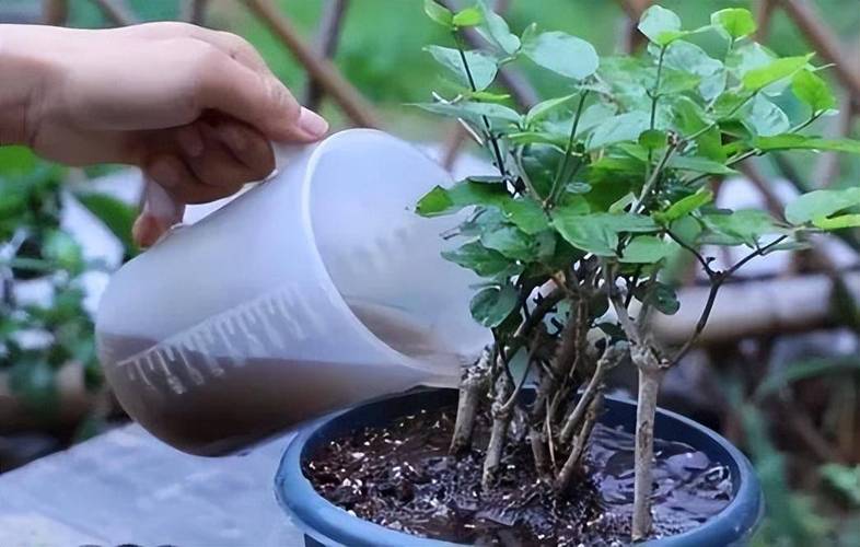 茉莉怎么浇水(茉莉怎么浇水合理)-第8张图片-花花知道网 茉莉怎么浇水(茉莉怎么浇水合理)-第8张图片-花花知道网